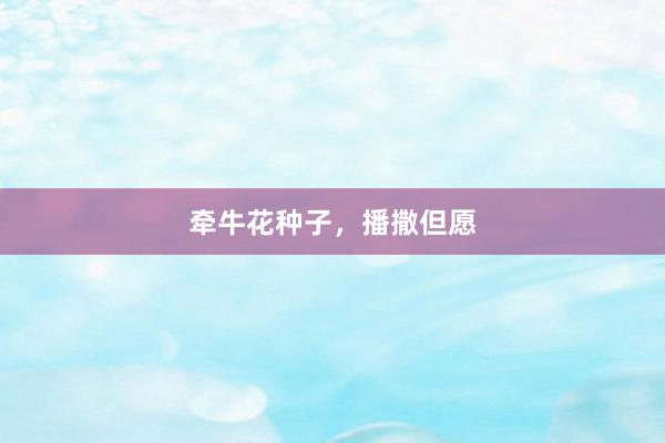 牵牛花种子，播撒但愿
